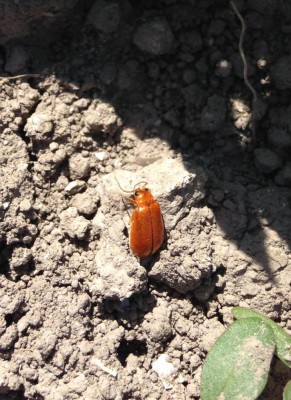 Chrysomelidae: Aulacophora foveicollis su melone: